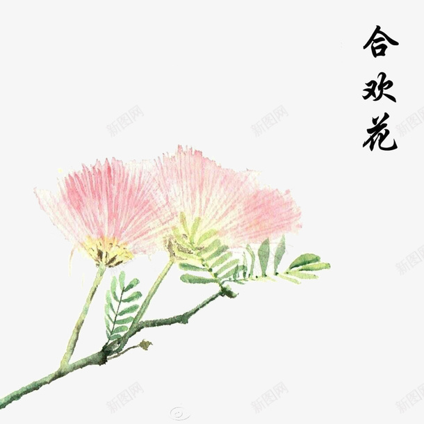 合欢花手绘psd免抠素材_88icon https://88icon.com 合欢花 合欢花免抠素材 手绘 水彩