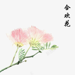 合欢花合欢花手绘高清图片