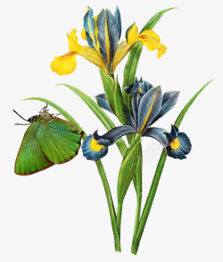 超唯美花朵绿色蝴蝶动物素材