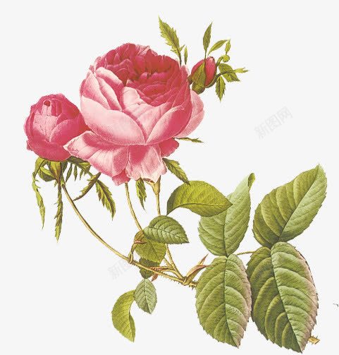 手绘水彩玫瑰植物包装png免抠素材_88icon https://88icon.com 包装 植物 水彩 玫瑰