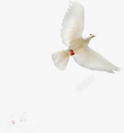 白色信鸽和平使者素材
