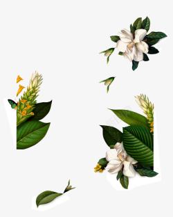 唯美海报植物花朵树叶素材