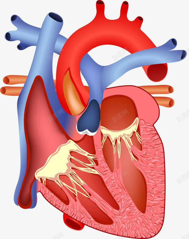 人体心脏解剖图png免抠素材_88icon https://88icon.com 人体器官研究 人体心脏 医学 装饰