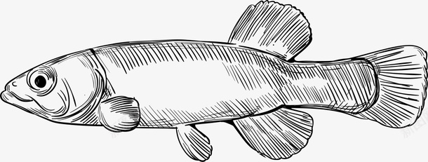 海洋生物手绘发呆的鱼png免抠素材_88icon https://88icon.com 发呆的鱼 手绘小鱼 海洋生物 画画 素描 绘画