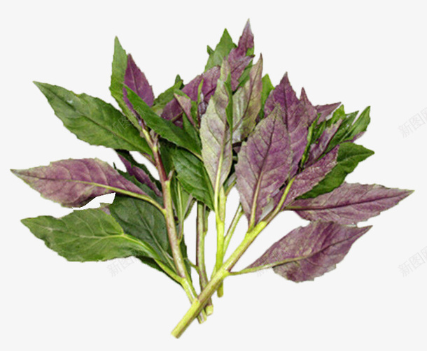 双色时蔬png免抠素材_88icon https://88icon.com 产品实物 双色 时蔬 有机 紫色 绿色