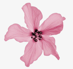 粉色花朵装饰物1素材