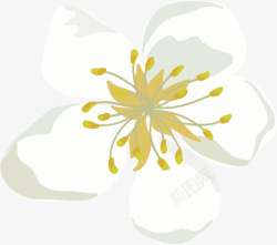 手绘白色花朵素材