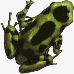 绿色黑斑点的青蛙素材