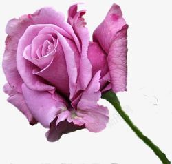 粉色浪漫玫瑰素材