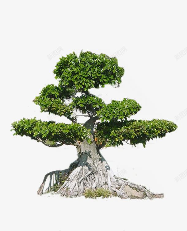 景观迎客树png免抠素材_88icon https://88icon.com 园艺 景观树 植物 绿植物