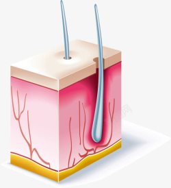 身体组织毛发组织身体元素高清图片