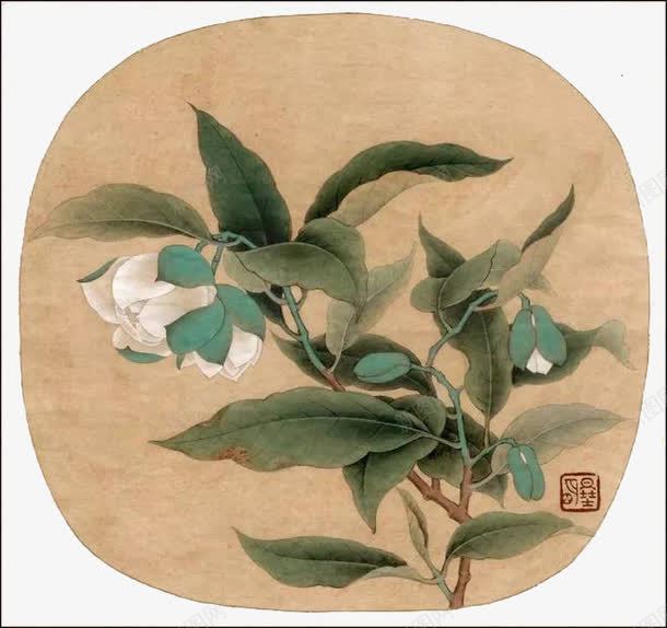 中国画白茶花png免抠素材_88icon https://88icon.com 国画 工笔 白茶花 花朵 茶花 设计