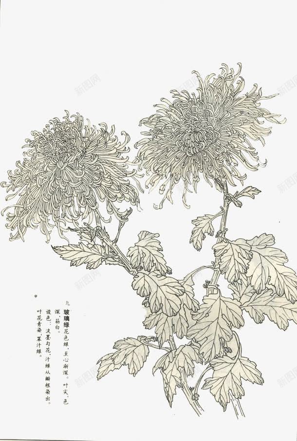 母菊简笔画免费png免抠素材_88icon https://88icon.com 工笔画 母菊 素材 花卉