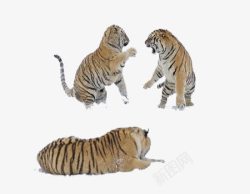 三只老虎打架图素材