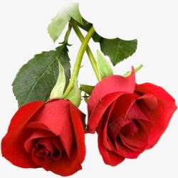 浪漫玫瑰新鲜花朵素材