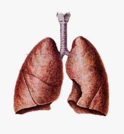 肺解剖图素材
