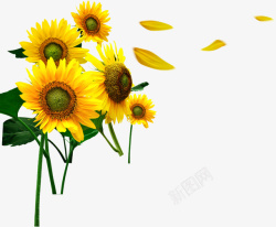 向日葵淘宝黄色花朵素材