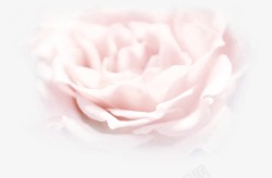 淡粉色玫瑰花素材