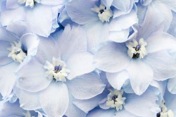 蓝色绽放花朵背景背景