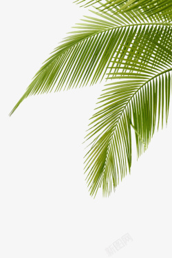 椰子树素材绿色椰子树叶高清图片