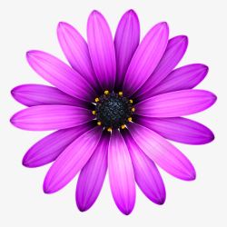紫色向日葵背景素材