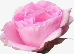 粉色玫瑰淘宝促销素材