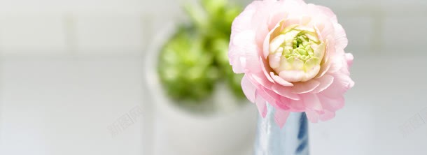 一簇花jpg设计背景_88icon https://88icon.com 一簇花