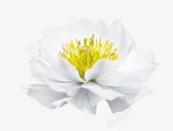 实拍白色花朵效果植物素材