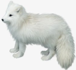 白色狐狸素材