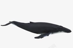 创意手绘鲸鱼黑色素材