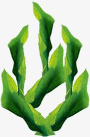 海澡海草高清图片
