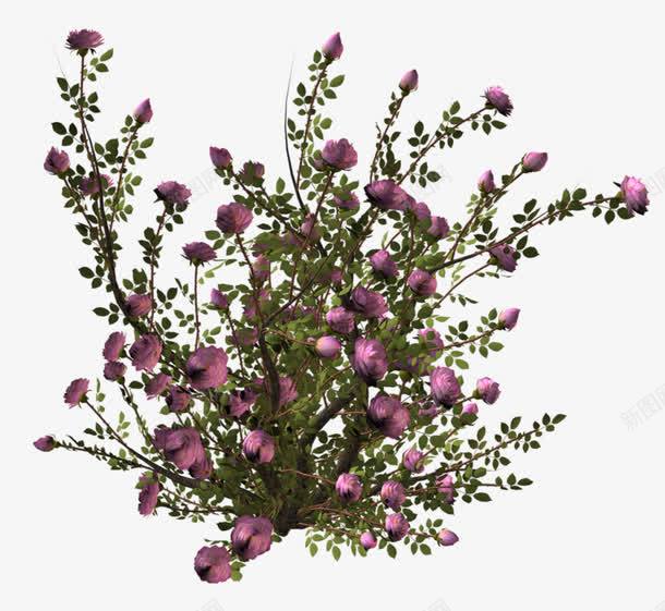 山茶树背景png免抠素材_88icon https://88icon.com 山茶树 植物 粉色花朵 花丛