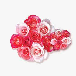 粉白色玫瑰花素材