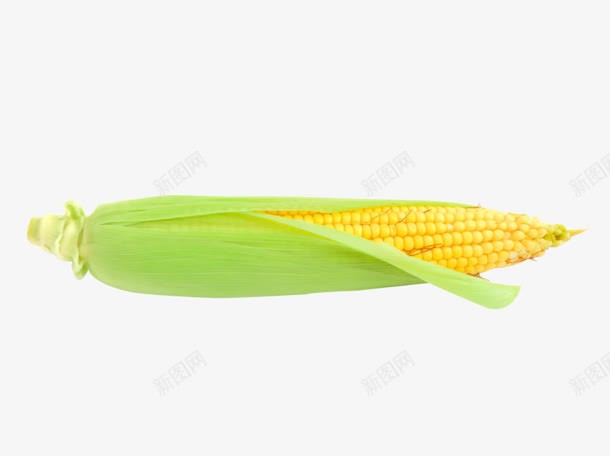 玉米实拍图元素png免抠素材_88icon https://88icon.com 元素 实拍 玉米