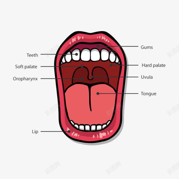 张大的嘴巴png免抠素材_88icon https://88icon.com 健康 口腔 牙齿 舌头