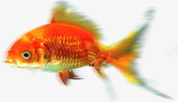 创意合成水底里的小金鱼png免抠素材_88icon https://88icon.com 创意 合成 水底 金鱼