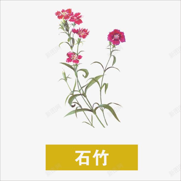 石竹png免抠素材_88icon https://88icon.com 中药 本草纲目 草药 药材