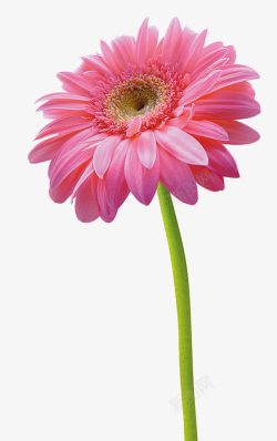 唯美粉色花朵摄影图素材