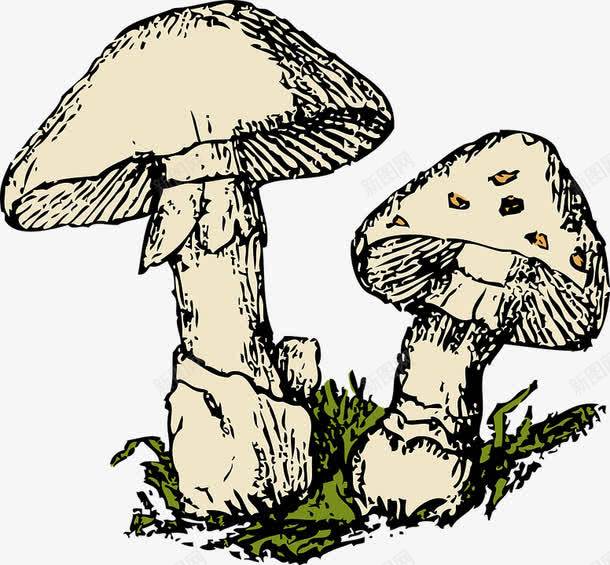 蘑菇菌类植物png免抠素材_88icon https://88icon.com 植物 菌类 蘑菇