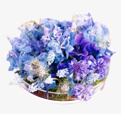 香草花紫色百里香高清图片