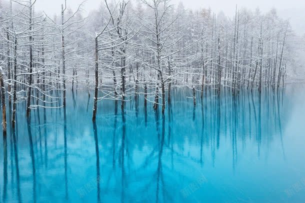 蓝色水面上的白色枯树林海报背景jpg设计背景_88icon https://88icon.com 枯树 水面 海报 白色 背景 蓝色
