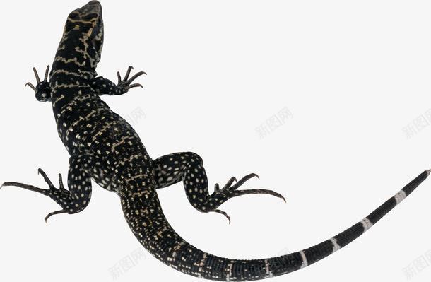 黑色带斑点蜥蜴png免抠素材_88icon https://88icon.com 卵生动物 带斑点的 爬行动物 菲律宾海蜥 蜥蜴 黑色