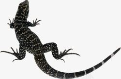 卵生动物黑色带斑点蜥蜴高清图片