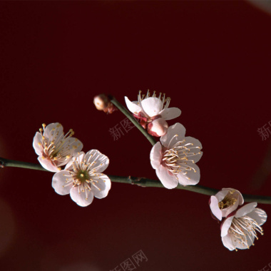 粉红的樱花摄影图片