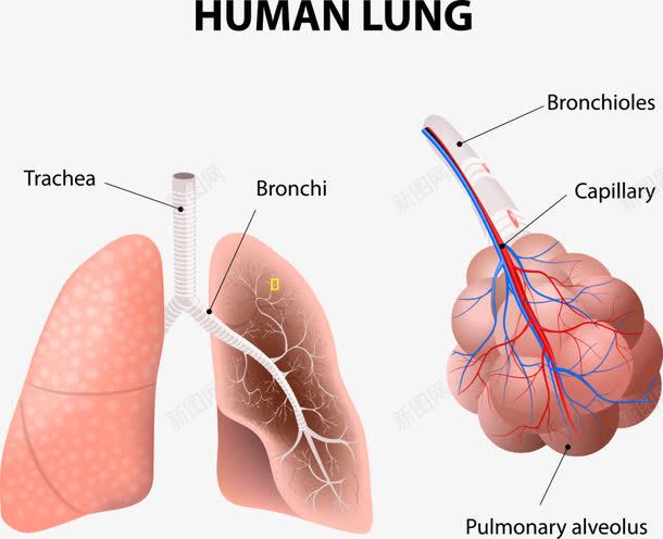 肺部和结构图png免抠素材_88icon https://88icon.com 人体 卡通肺部 结构图 肺部