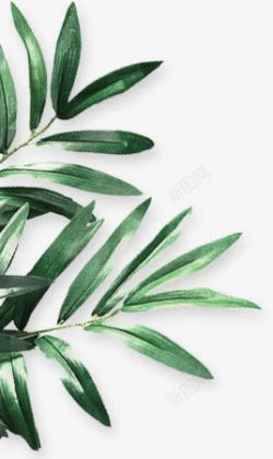 绿色树叶竹叶图素材