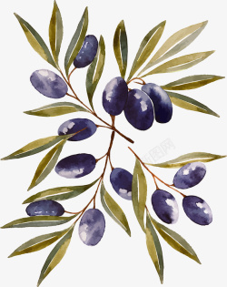 水彩手绘橄榄树枝矢量图素材