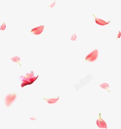 飞舞粉色花瓣花朵素材