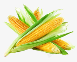 新鲜熟玉米一堆新鲜玉米高清图片