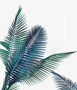 装饰透明叶子素材